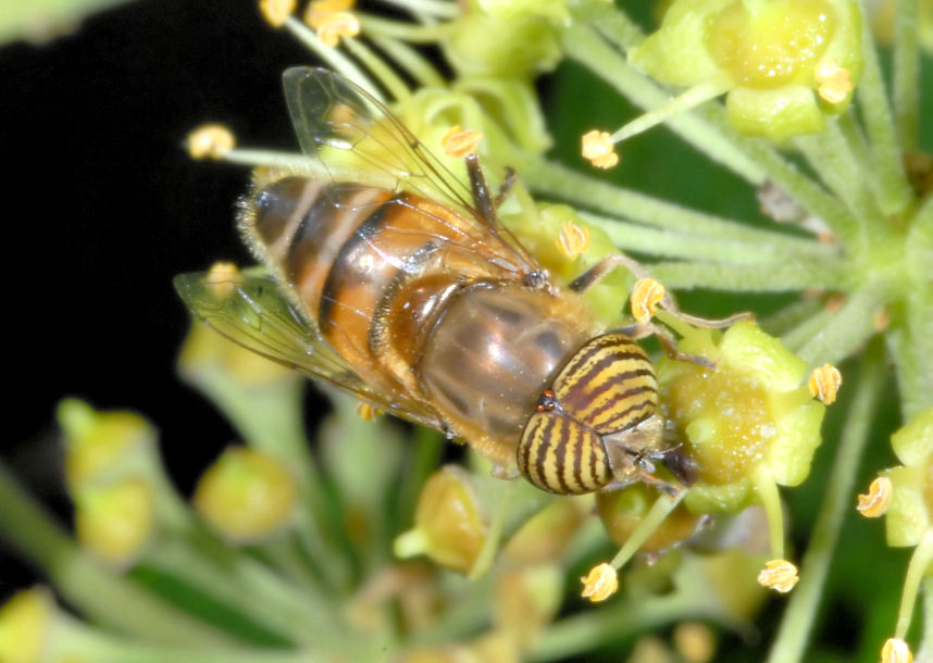 Eristalinus taeniops